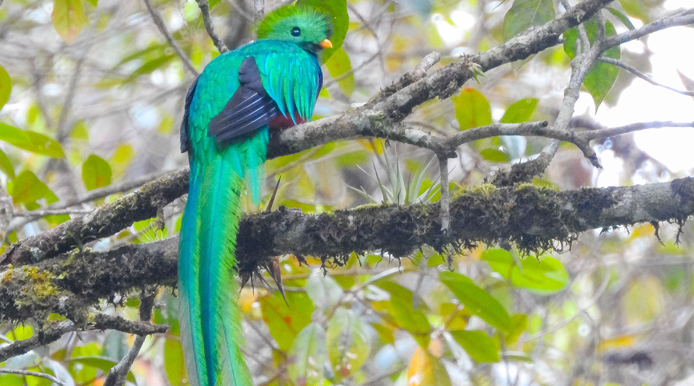 Quetzal entre el bosque nuboso de Alta Verapaz